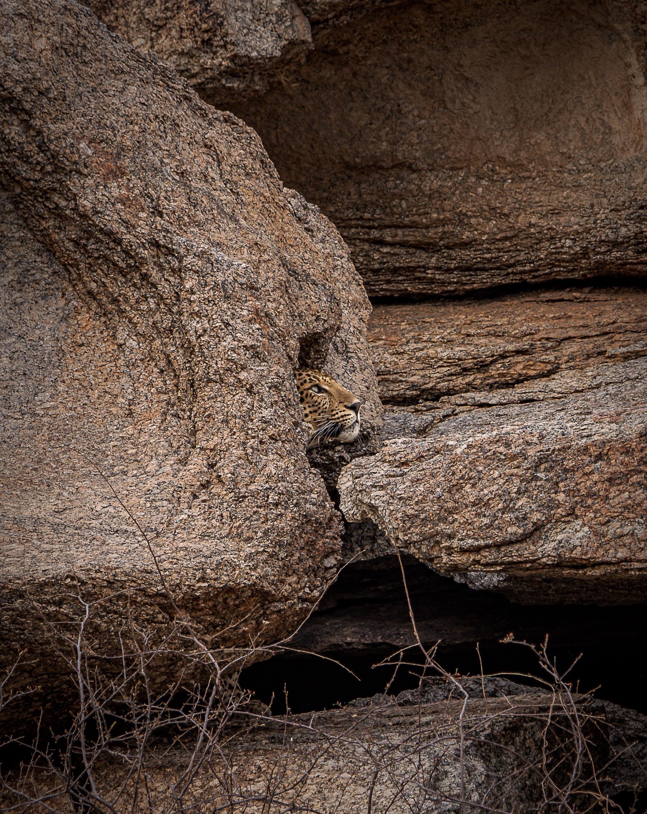Leopard peering from between rocks