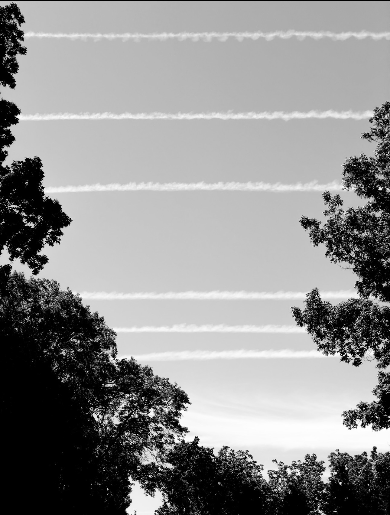 Contrails across a sky framed by trees